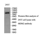 Western blot analysis of 293T cell lysate using MDM2 antibody.