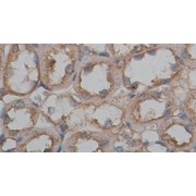 IHC-P analysis of rat kidney tissue, using ADORA1 Antibody (1/100 dilution).