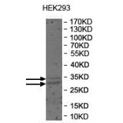 WB analysis of HEK293 lysate, using VSIG2 Antibody (1/1000 dilution).