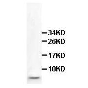 Western Blot analysis of fetal heart Lysate with anti-HOPX antibody at a dilution of 1/500.