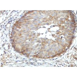 Bromodomain-Containing Protein 9 (BRD9) Antibody