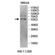 Western blot analysis of SHG44 cell Lysate using BRD9 Antibody.