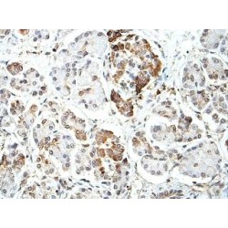 Butyrophilin-Like Protein 2 (BTNL2) Antibody