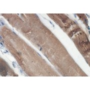 IHC-P analysis of fetal skeletal muscle tissue, using NR4A3 antibody (1/100 dilution).