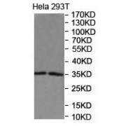 Western blot analysis of HeLa (Lane 1) and 293T (Lane 2) cell lysates using Deoxyribonuclease Gamma (DNASE1L3) Antibody.