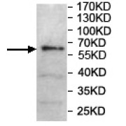 WB analysis of U251 cell lysates, using CWF19L1 antibody (1/500 dilution).