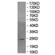 Western blot analysis of 293T cell lysates using Heme-Binding Protein 2 (HEBP2) Antibody.