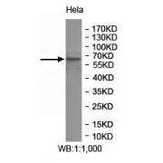WB analysis of HeLa cell lysates, using HSF5 antibody (1/1000 dilution).
