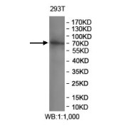 Western blot analysis of extract of 293T cell lysate using KLHL32 antibody.