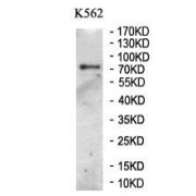 Western blot analysis of K562 cell lysate using B-Cell Receptor CD22 / SIGLEC2 (CD22) Antibody.