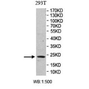 WB analysis of 293T lysates, using RHOQ antibody