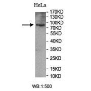 Western blot analysis of HeLa cell lysate, using SUN1 antibody.