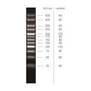 25-500 bp DNA Marker