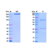 SDS-PAGE Non-Reducing (Left) and Reducing (Right) of Vaccinia Virus Envelope Protein H3 (VACV H3L) Antibody.