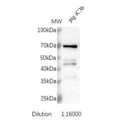 Inactivated Complement Factor 3b (iC3b) Antibody