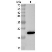 WB analysis of recombinant RNASE2 protein with RNASE2 antibody (1 µg/ml) and <a href="https://www.abbexa.com/index.php?route=product/search&search=abx457668" target="_blank">abx457668</a> -  Goat Anti-Rabbit IgG H&L Antibody (HRP) (0.1 ug/ml). Calculated MW: 18 kDa, Observed MW: 18 kDa.