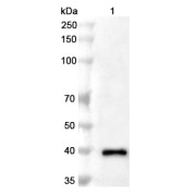 WB analysis of the recombinant protein, using Mpox A29L antibody (1 µg/ml). Calculated MW: 41 kDa, Observed MW: 41 kDa.