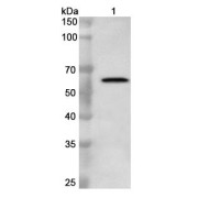 Western blot analysis of recombinant LayV Nucleocapsid protein using Langya Virus Nucleocapsid Protein (LayV N) Antibody (1 µg/ml) and <a href="https://www.abbexa.com/index.php?route=product/search&search=abx457668" target="_blank">abx457668</a> HRP-conjugated Goat Anti-Rabbit IgG H+L Antibody (0.1 µg/ml). Calculated MW: 63 kDa<br>Observed MW: 63 kDa