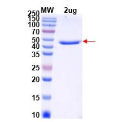 Mouse Collagen Type VII Alpha 1 (COL7A1) Protein