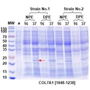 SDS-PAGE analysis of expression tests of the target protein. The negative control is marked Ø. Briefly, two E. coli strains (1 - BL21 (DE3), and 2 - T7E) were induced with 1 mM IPTG  at either 16 °C for 16 h, or at 37 °C for 4 h. The bacterial cells were collected by centrifugation. The supernatant (medium) was lysed in a buffer containing PBS, pH 7.5, and 10% glycerol. After centrifugation, the soluble supernatnant fraction was collected (native protein extraction - NPE). The insoluble fraction was collected and solubilized with a denaturing buffer (8 M Urea). After centrifugation, the supernatant was collected (denatured protein extraction - DPE). The NPE and DPE fractions were analyzed by SDS-PAGE. Based on these tests, the optimal expression was observed in strain 1 - BL21 (DE3) cells incubated with 1 mM IPTG at 37 °C for 4 h, NPE fraction.