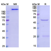 SDS-PAGE analysis of Cevostamab.