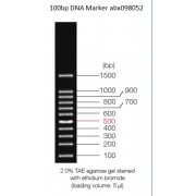 0.1-1.5 kbp DNA Marker