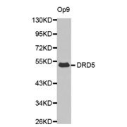 Western blot analysis of extracts of Op9 cell lysate, using DRD5 antibody.