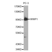 Western blot analysis of extracts of PC-3 cell line, using WWP1 antibody.