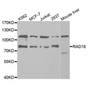 Western blot analysis of extracts of various cell lines, using RAD18 antibody.