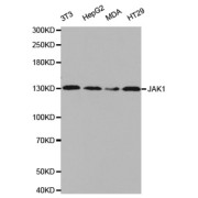 Western blot analysis of extracts of various cell lines, using JAK1 antibody.