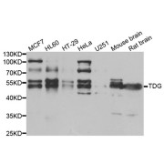 Western blot analysis of extracts of various cell lines, using TDG antibody.