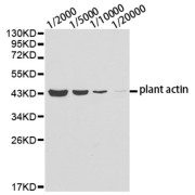 Western blot analysis of lysates from Arabidopsis thaliana tissue using Plant actin antibody.