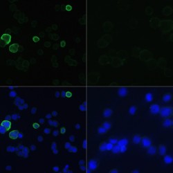 Myc-Tag Antibody