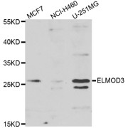 ELMO Domain Containing 3 (ELMOD3) Antibody