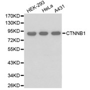 beta Catenin (CTNNB1) Antibody