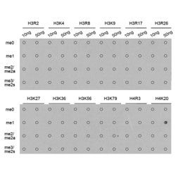 Histone H4K20me1 Antibody