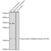 Western blot analysis of extracts of various cell lines, using Asymmetric Dimethyl-Histone H3-R8 antibody (1/500 dilution).