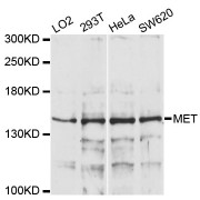 Western blot analysis of extracts of various cell lines, using MET antibody (abx000040) at 1/1000 dilution.