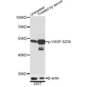 Western blot analysis of extracts of 293T cells, using Phospho-VASP-S239 antibody (abx000239) at 1/2000 dilution. 293T cells were treated by 10% FBS for 30 minutes after serum-starvation overnight.