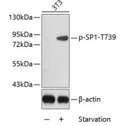 Western blot analysis of extracts from 3T3 cells, using Phospho-SP1-T739 antibody (25 µg/lane, blocking buffer: 3% BSA).