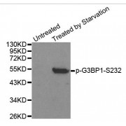 Western blot analysis of extracts from 293 cells, using Phospho-G3BP1-S232 antibody (abx000400).