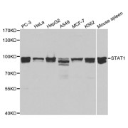 Western blot analysis of extracts of various cell lines, using STAT1 antibody (abx000529) at 1/1000 dilution.