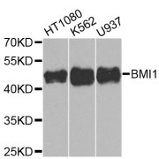 Western blot analysis of extracts of various cell lines, using BMI1 antibody (abx000599) at 1/1000 dilution.