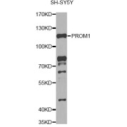 Western blot analysis of extracts of SH-SY5Y cells, using PROM1 antibody (abx000605) at 1/1000 dilution.