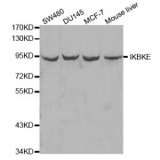 Western blot analysis of extracts of various cell lines, using IKBKE antibody (abx000629) at 1/1000 dilution.