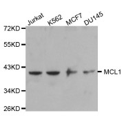 Western blot analysis of extracts of various cell lines, using MCL1 antibody (abx000718).