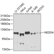 Western blot analysis of extracts of various cell lines, using NEDD4 antibody (abx000756) at 1/1000 dilution.