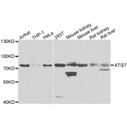 Western blot analysis of extracts of various cell lines, using ATG7 antibody (abx000826) at 1/1000 dilution.