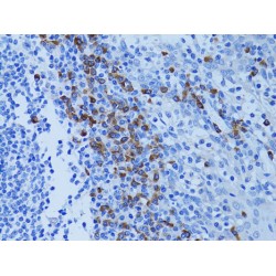 Autophagy Related Protein 7 (ATG7) Antibody