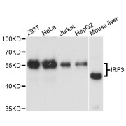 Western blot analysis of extracts of various cell lines, using IRF3 antibody (abx000868) at 1:3000 dilution.